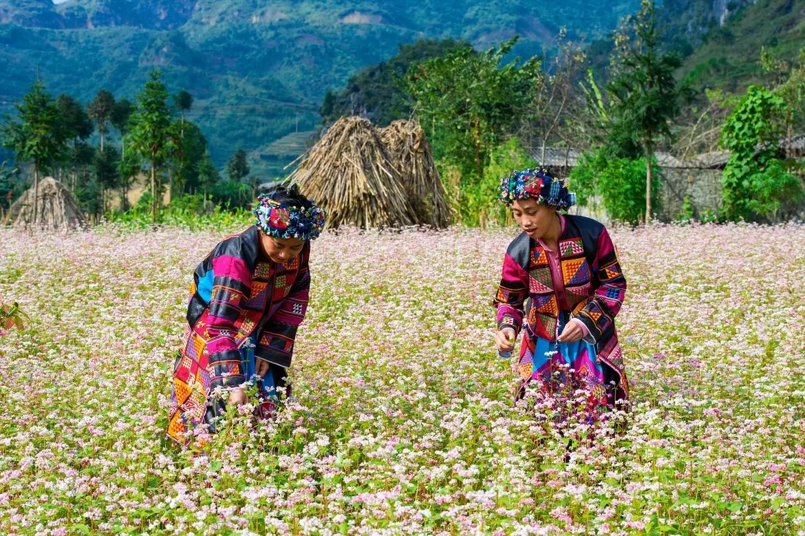 Tải áp đặt vé máy bay giá rẻ