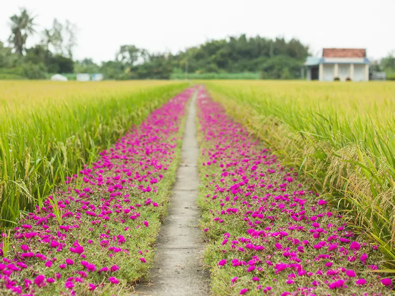 Cánh đồng vào mùa lúa chín đẹp như tranh vẽ tại Long An