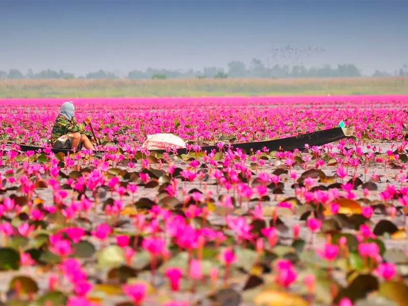 Đồng súng vào mùa hoa nở đỏ rực cả nhánh sông