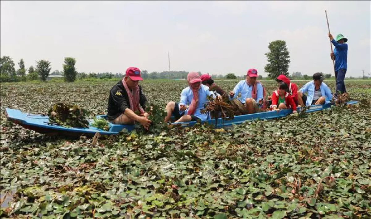 Du khách tham gia trải nghiệm hoạt động hái ấu của người nông dân ở khu vực lòng hồ Tân Trung, huyện Phú Tân, tỉnh An Giang.