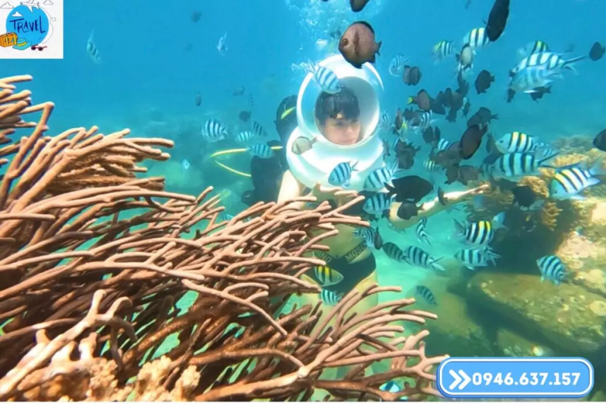 Lặn biển ngắm san hô khi tham gia tour 4 đảo Nha Trang