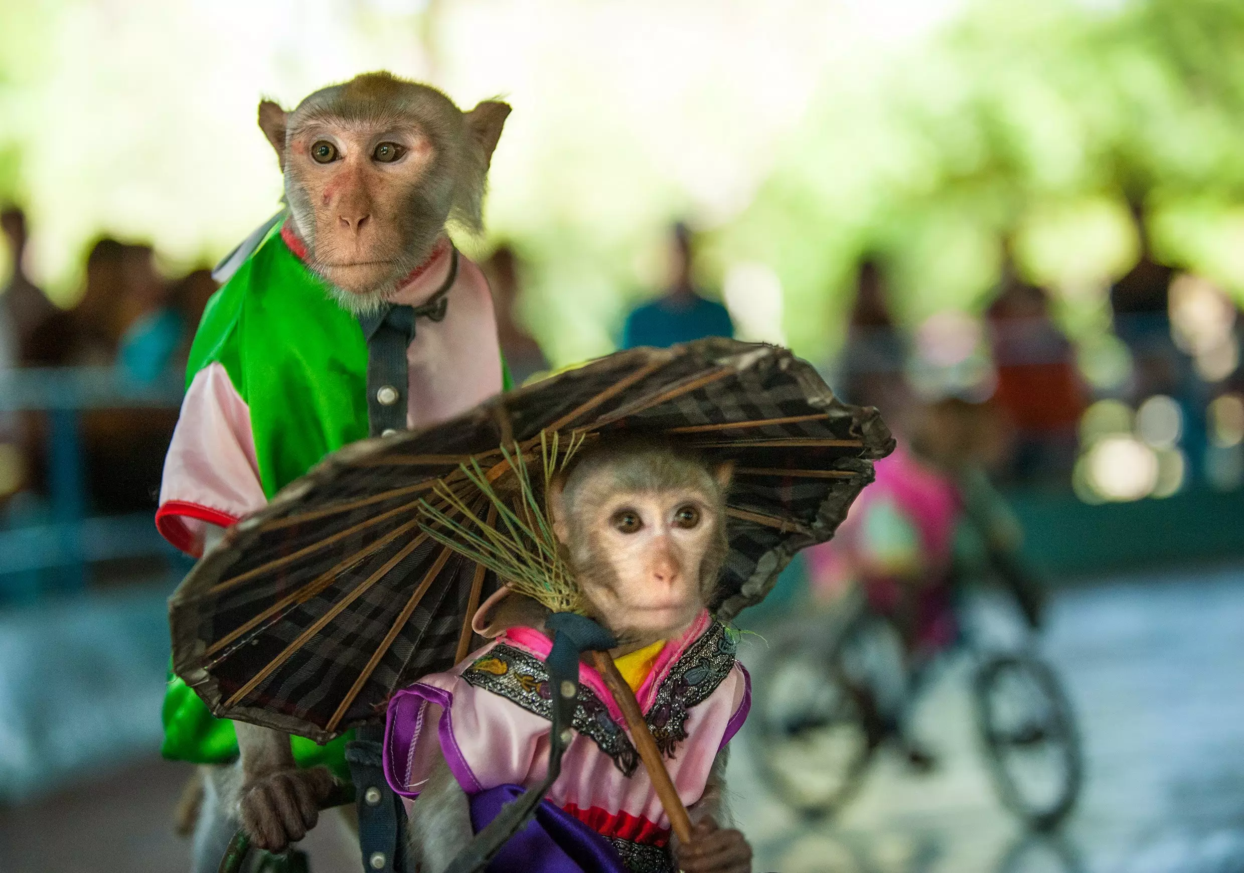 Vui đùa cùng đàn khỉ tự nhiên tại vương quốc Đảo Khỉ