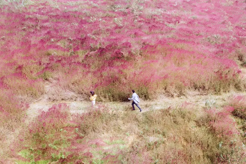 đồi cỏ hồng Đà Lạt