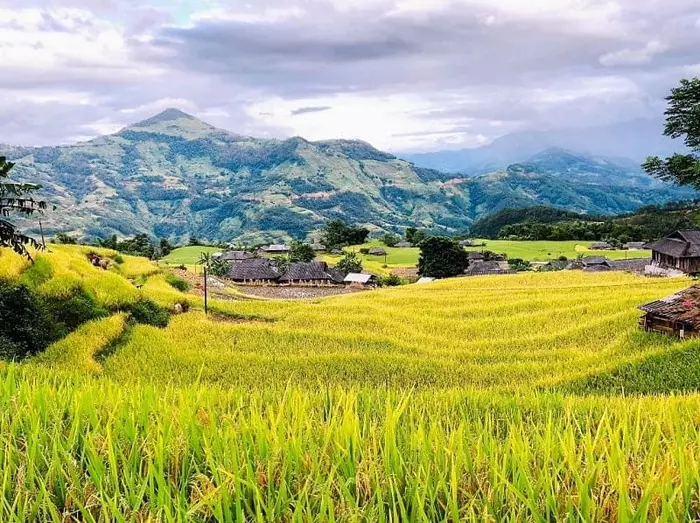 Mùa hoa tam giác mạch