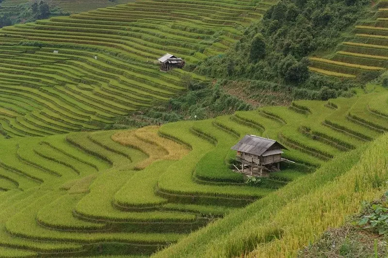 du lịch mù cang chải