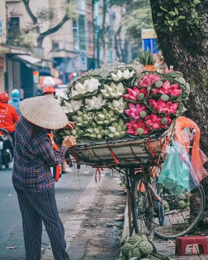 hoa sen ho tay ha noi