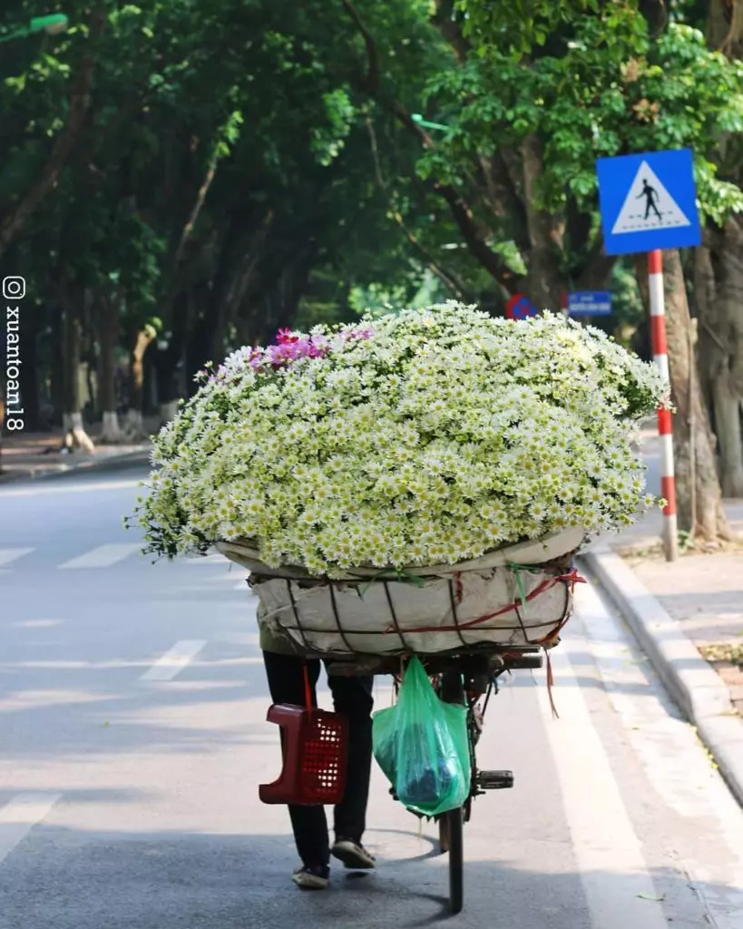 mua cuc hoa mi ha noi