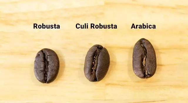 Culi có nhiều điểm khác biệt so với các loại hạt cafe khác