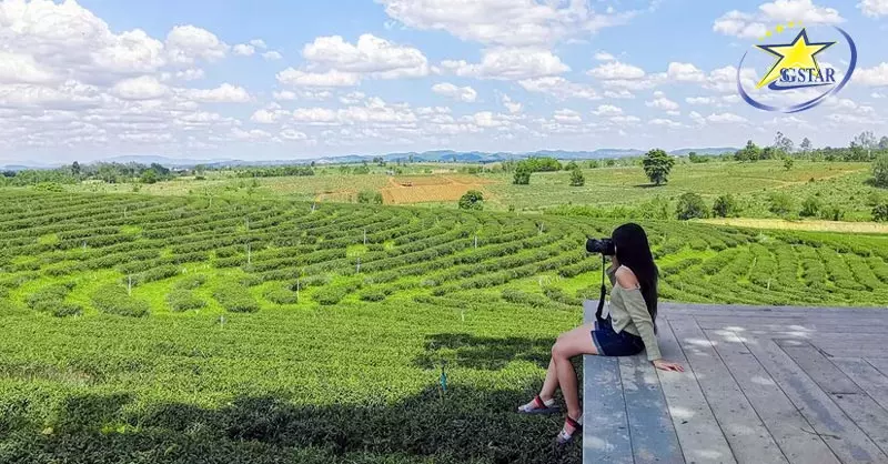 Đồi chè Choui Fong mang bạn đến gần với thiên nhiên hơn bao giờ hết