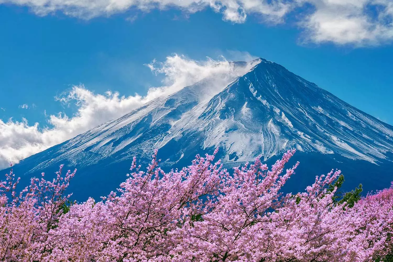 Núi Phú Sĩ và rừng hoa Anh Đào nở rộ tại Nhật Bản