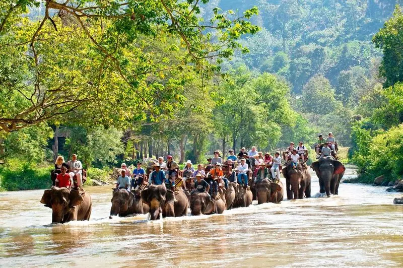 Khu Bảo Tồn Voi Mae Taeng