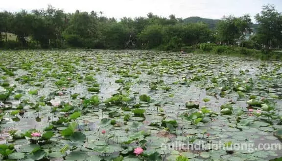 du lịch Vàm Nao - Lòng Hồ Tân Trung
