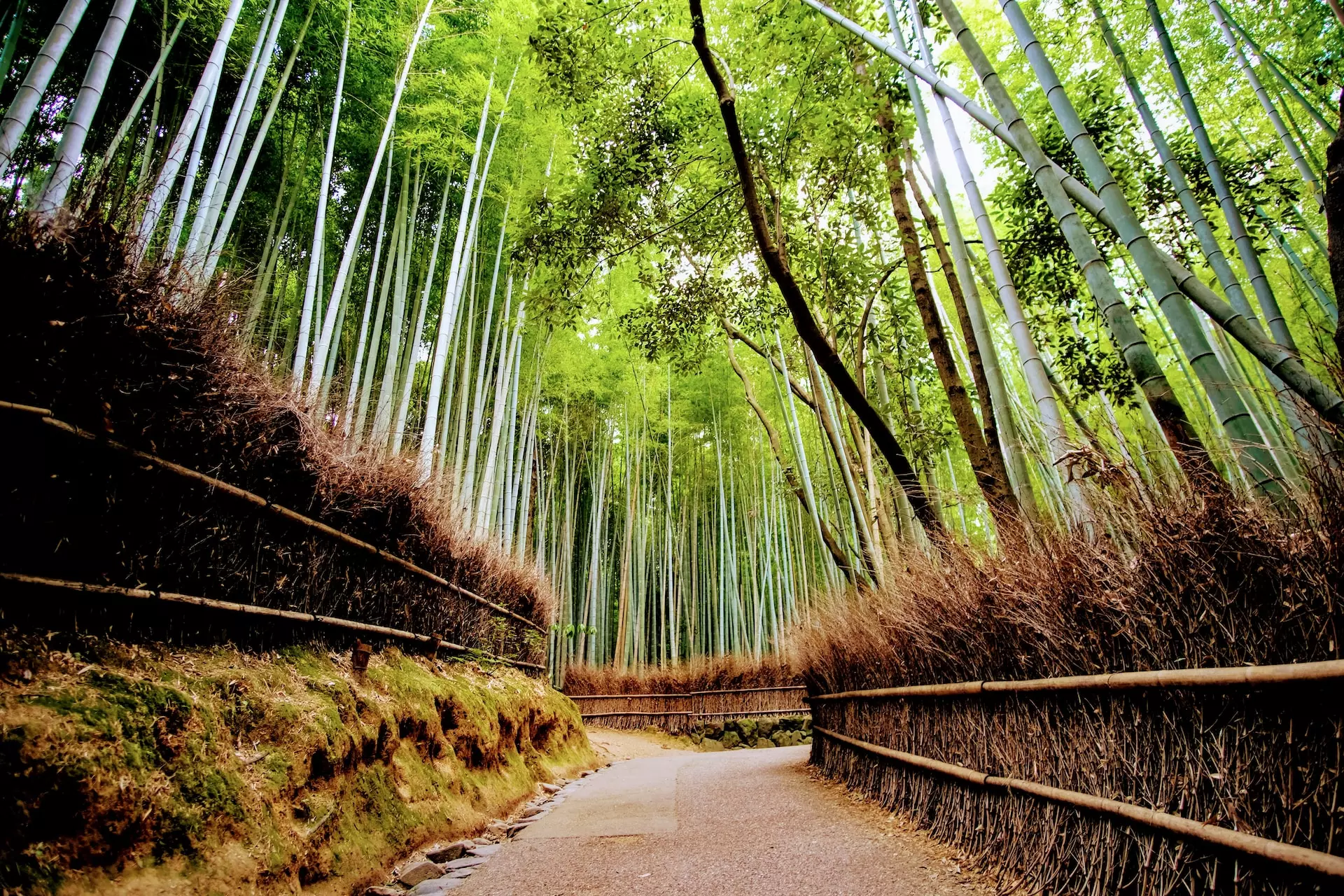 Rừng tre Arashiyama tại Kyoto Nhật Bản