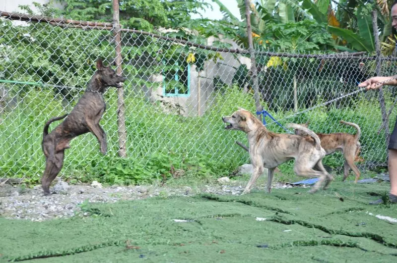 Trại Chó Phú Quốc