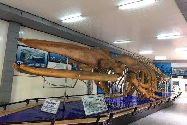 Viện Hải Dương Học Nha Trang trưng bày bộ xương cá voi 18m