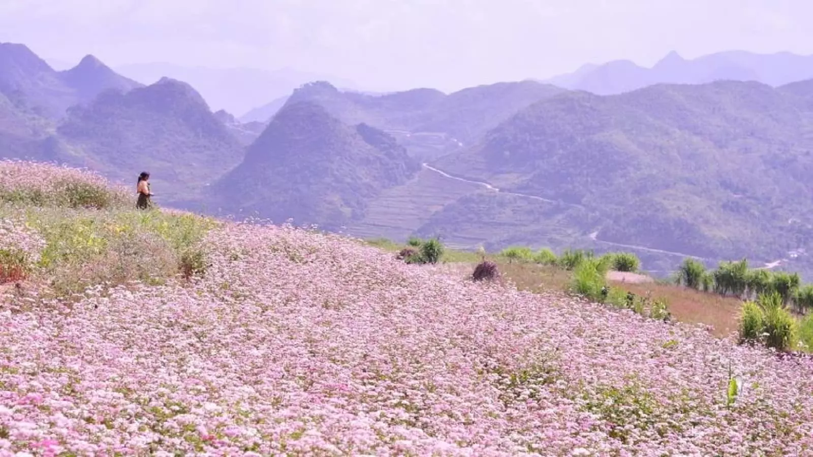 Cánh đồng hoa Tam Giác Mạch Hà Giang