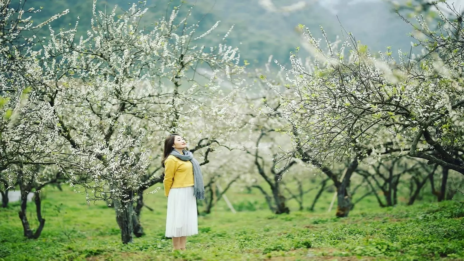 Du lịch Lũng Cú Hà Giang mùa hoa mận trắng