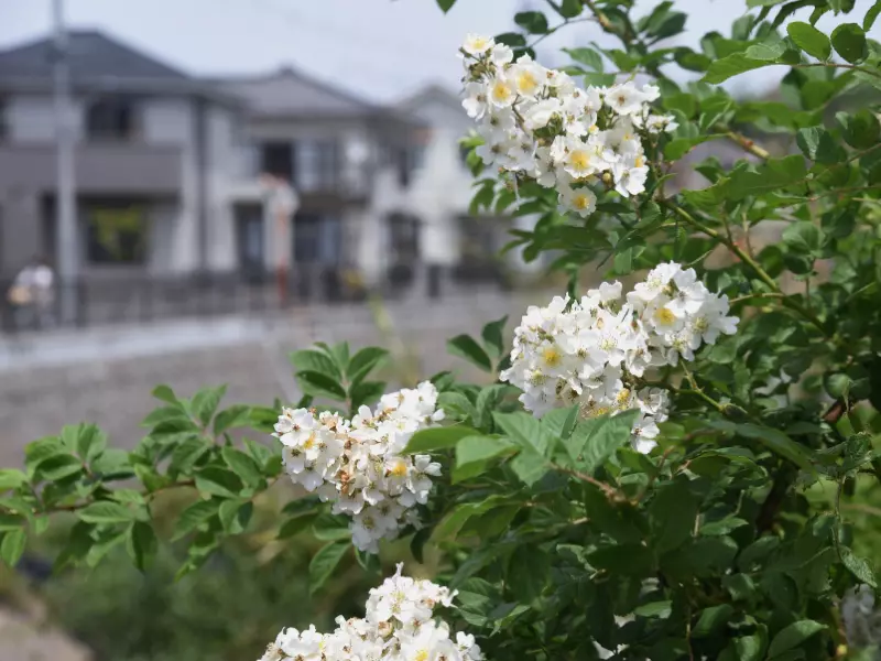 Hoa cẩm tú cầu Nhật Bản - du lịch Nhật Bản tháng 6