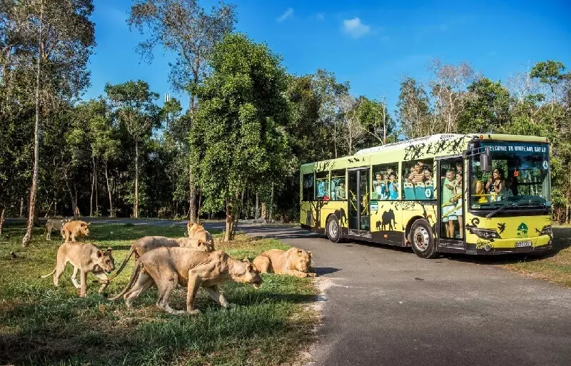 Đi xe tham quan vườn thú Safari
