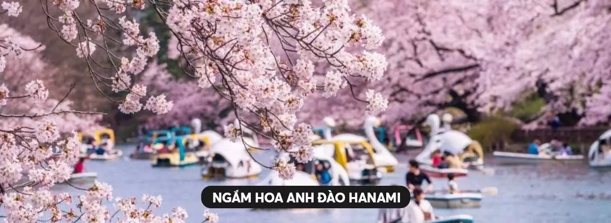 Ngắm hoa anh đào Hanami