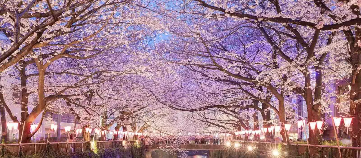 Mùa hoa anh đào nở tại Tokyo