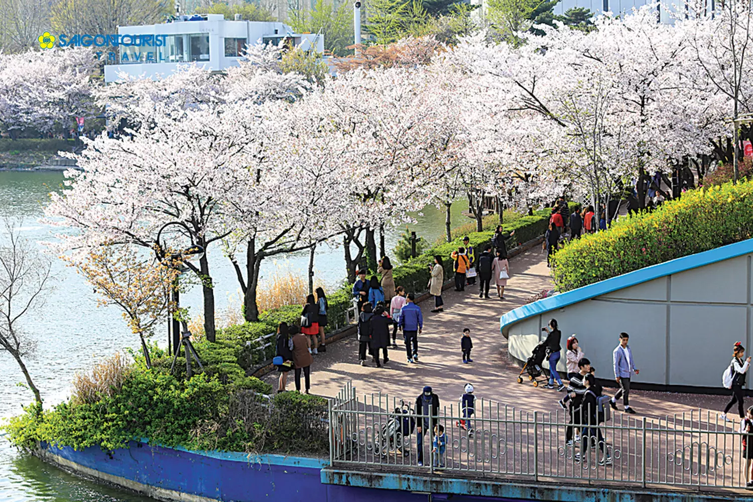 Hàng cây hoa anh đào bao quang hồ Seokchon