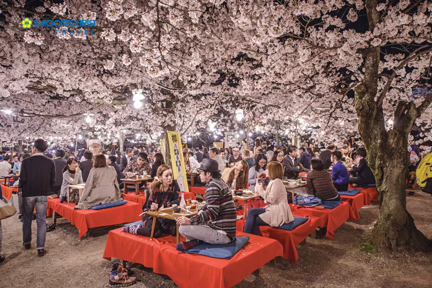 Người dân Nhật Bản ngắm hoa anh đào vào buổi tối