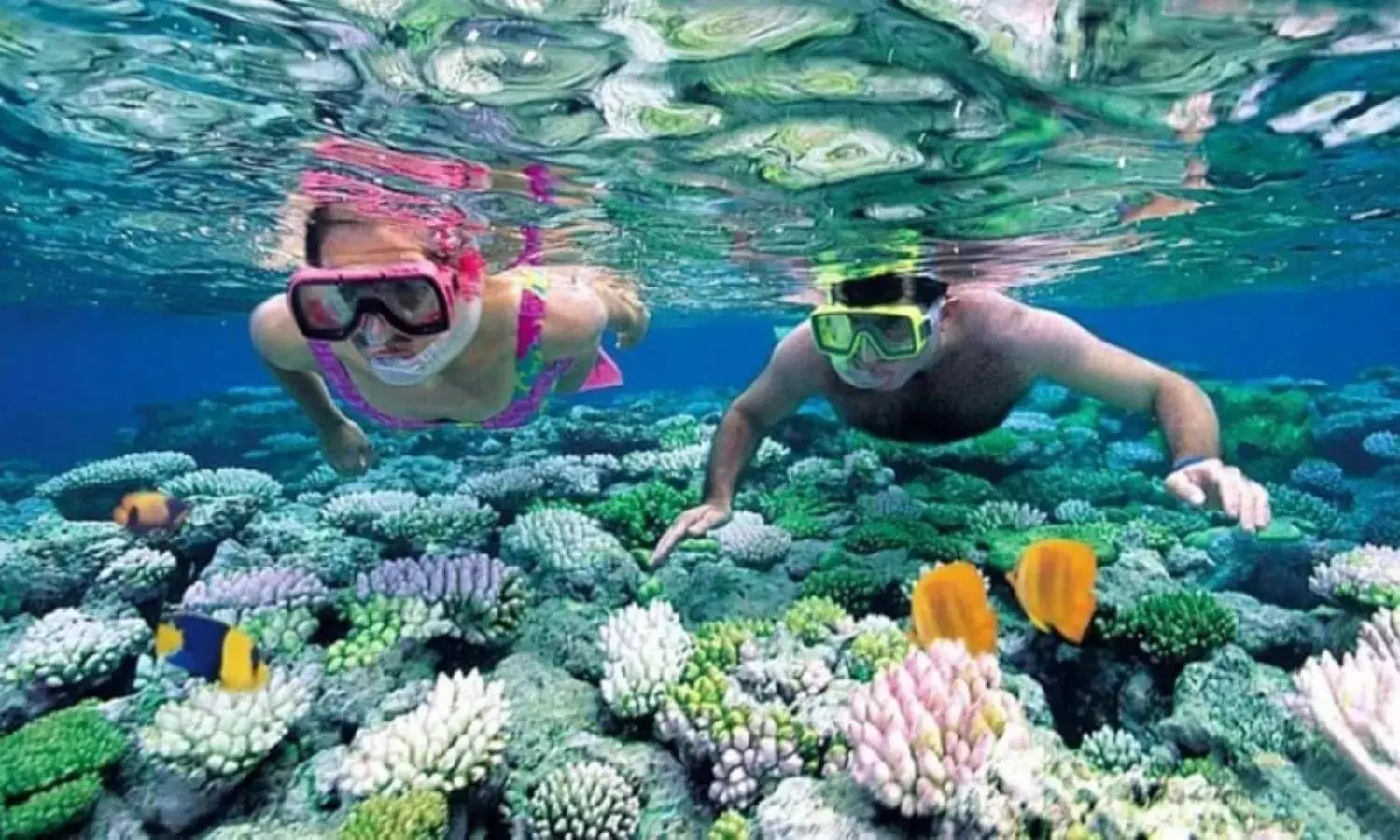 Dưới làn nước biển xanh mát tại Hòn Thơm là hệ sinh thái san hô đầy sắc màu